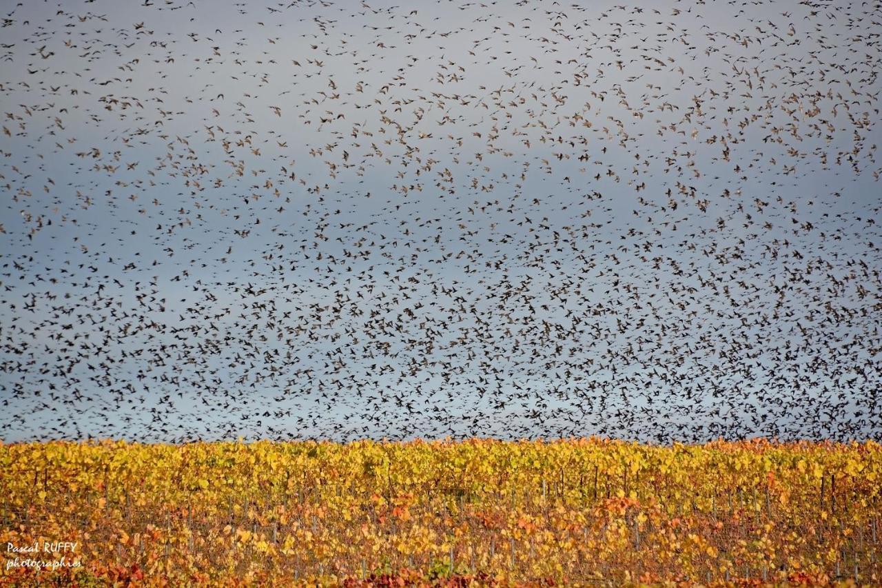 L'Aire Des Oiseaux Villa Muno Dış mekan fotoğraf